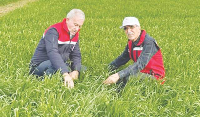 Buğday ve arpa ekili tarlalarda kısmi su göllenmeleri oluştu
