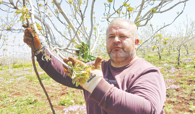 Fıstık üreticileri tırtılla mücadele ediyor!