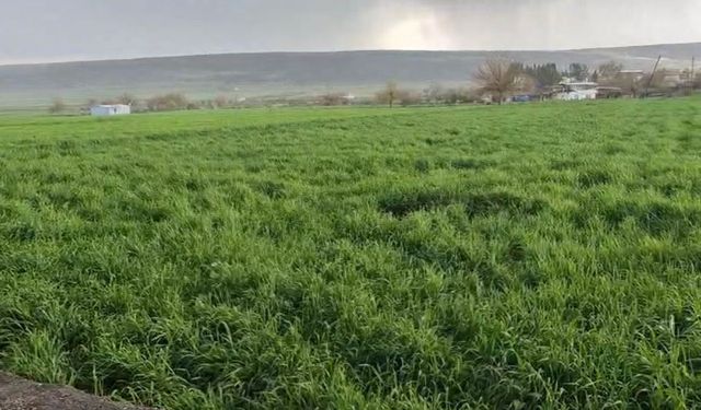 Nohut büyüklüğünde dolu ekinlere zarar verdi