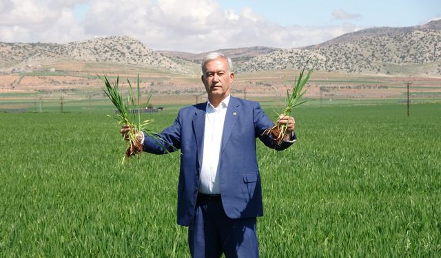 Yağışlar buğday üreticisinin yüzünü güldürüyor