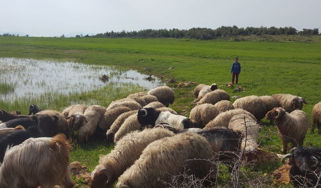 KÜÇÜKBAŞ KURBANLIKTA SIKINTI YOK