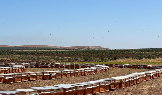 ‘ARILI KOVAN SAYISININ 55 BİNE YÜKSELMESİNİ BEKLİYORUZ’