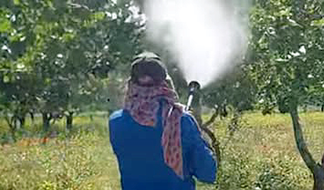 Antepfıstığında erkek ağaç sayısı yetersiz!