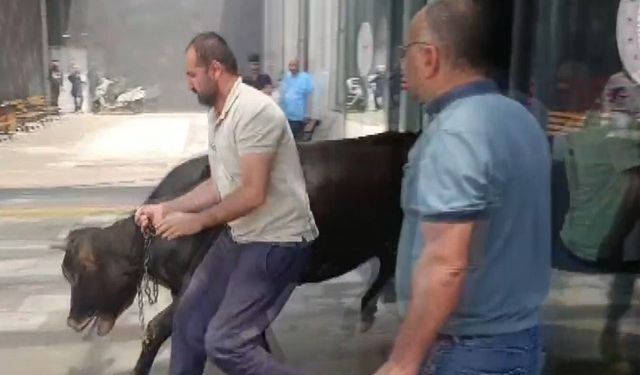 Hayvan pazarından kaçan kurbanlık dana acil servisi birbirine kattı