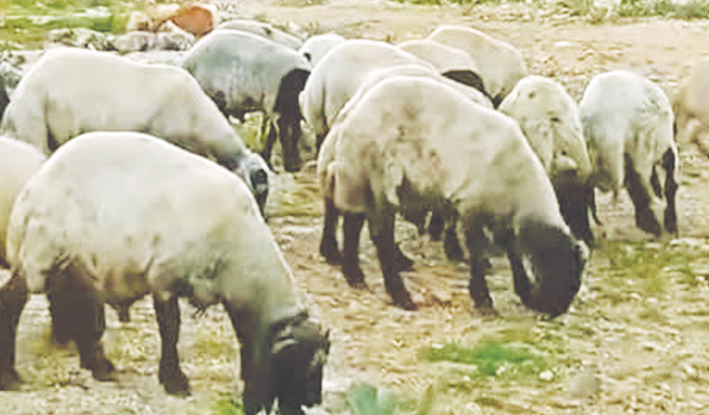 Kurbanlıklar satışa hazır!