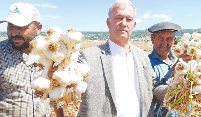 Sarımsaklar toplanarak kurutma alanlarına taşınıyor