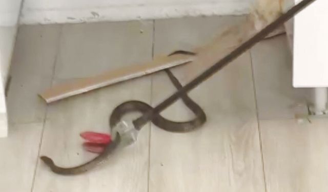 Yılan vakalarında artış yaşanıyor