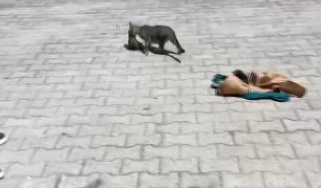 Havalandırma kazanına düşen kediler güvende!
