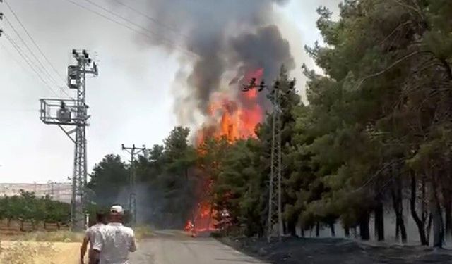 Orman yangını kontrol altında!