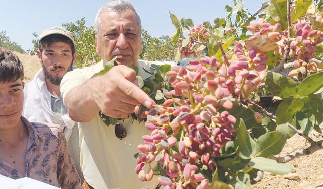 Yerli üreticiyi zor durumda!