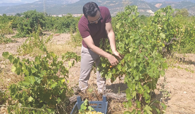 Antep Karası bağlardan sofralara uzanıyor
