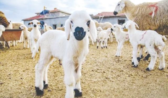 ‘TİGEM’in verdiği hayvanlar piyasadan daha pahalı’
