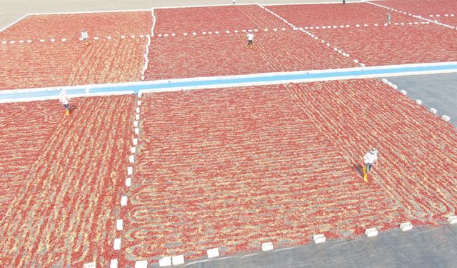 Biberler güneşte bekletilip pul bibere dönüşüyor