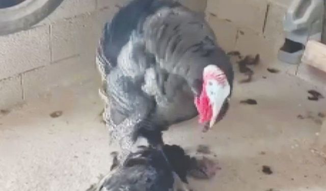 Erkek hindi, ölen eşini uyandırmaya çalıştı
