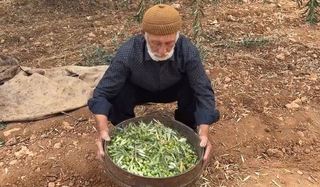 Zeytinler sofraya hazırlanıyor