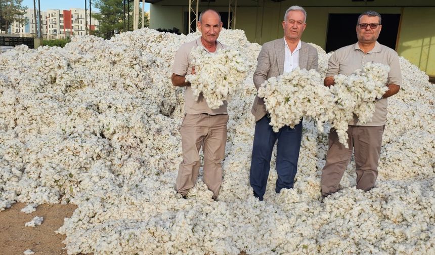 PAMUK ÜRETİCİSİ ÜZGÜN