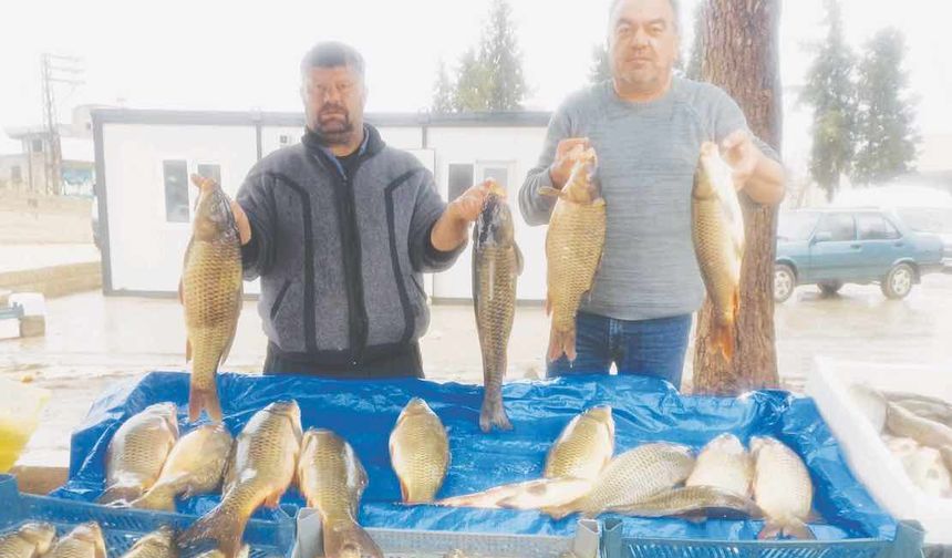 Günübirlik tutulan taze balıklara ilgi artıyor