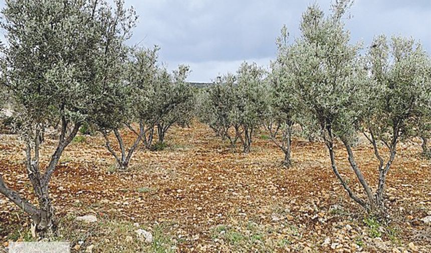 ‘Tarım alanlarına sahip çıkın!’