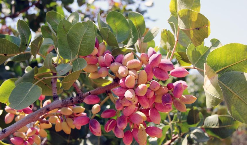 ‘Antep fıstığı, emeğin en kıymetli karşılığıdır’