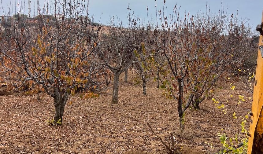 KİRAZ ÜRETİM ALANI AZALDI