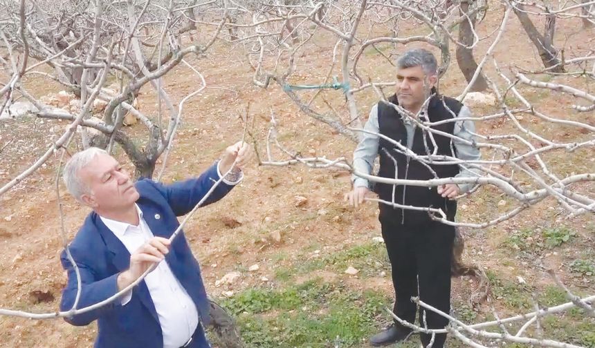 Antep fıstığında kuraklık endişesi geçti