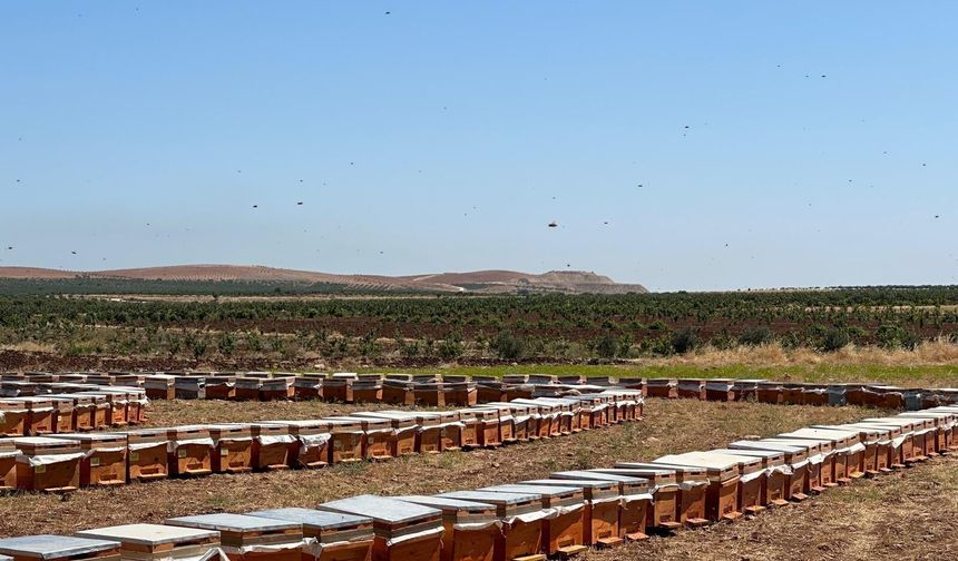 ‘ARILI KOVAN SAYISININ 55 BİNE YÜKSELMESİNİ BEKLİYORUZ’