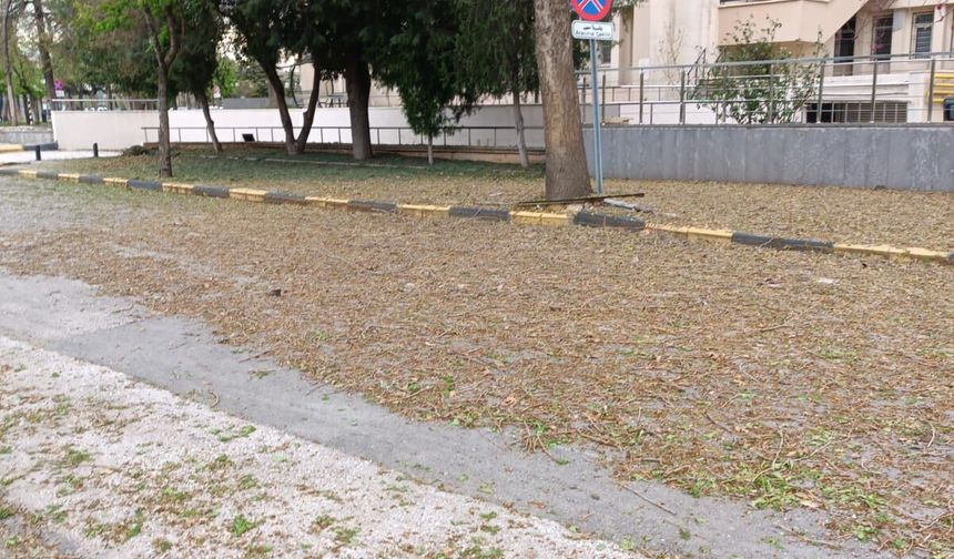 DOLU YAĞIŞI AĞAÇLARI VURDU!