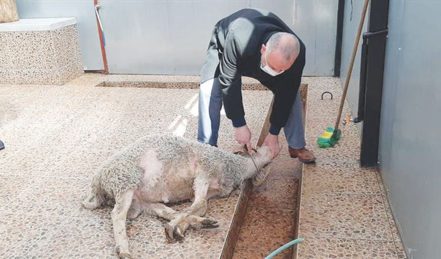 Kurban kesimine kolay ve hijyenik çözüm!