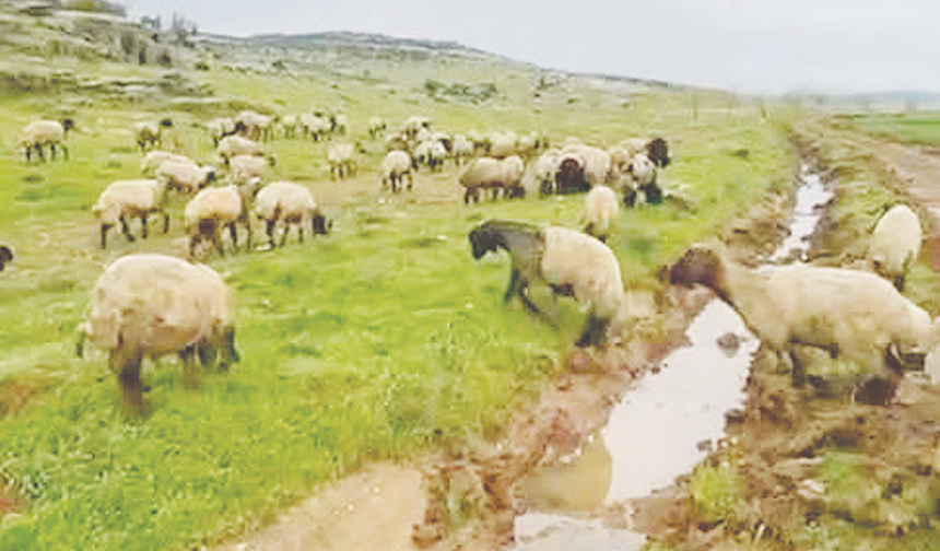 Kurbanlıklar satışa hazır!