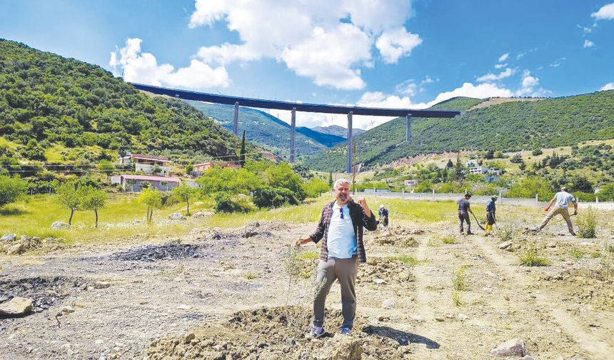 Zeytin fidanları toprakla buluşuyor