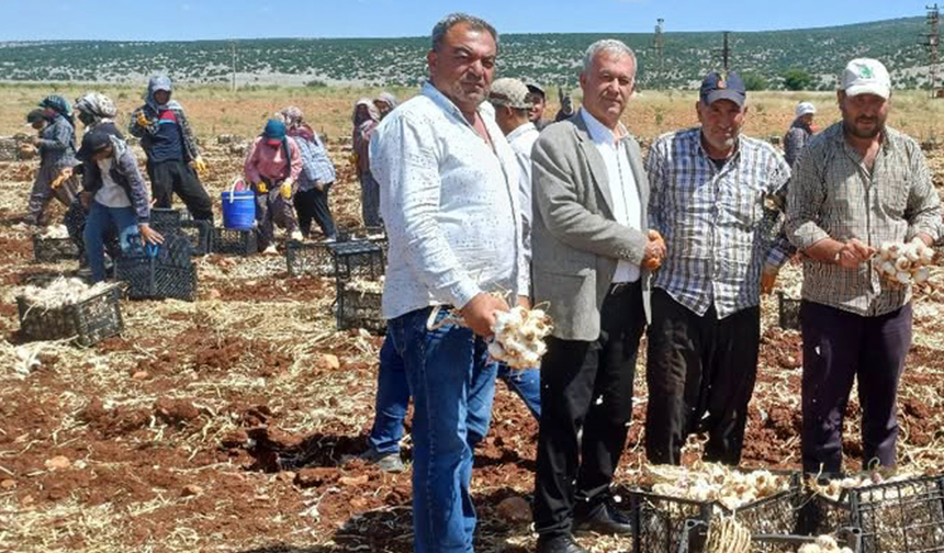 Sarımsaklar toplanarak kurutma alanlarına taşınıyor