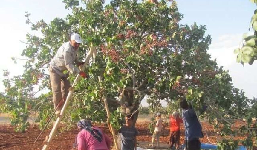 ‘İhracatın lokomotifi yine Antep Fıstığı’