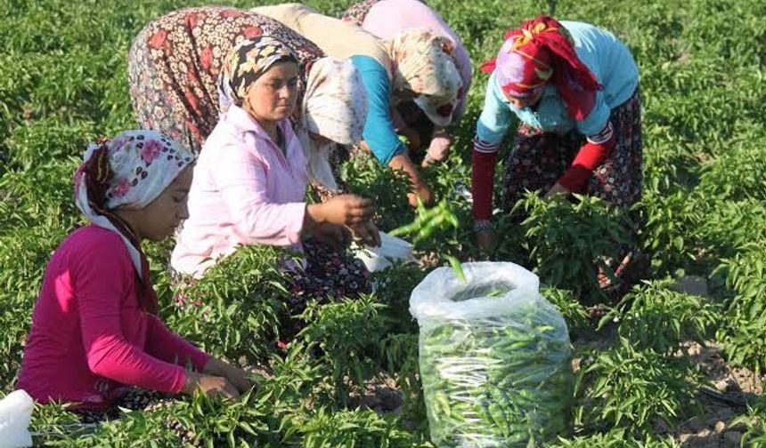 Aracı maliyeti ortadan kalkıyor!