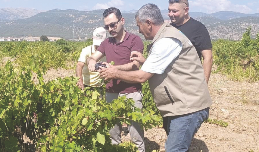 Antep Karası bağlardan sofralara uzanıyor