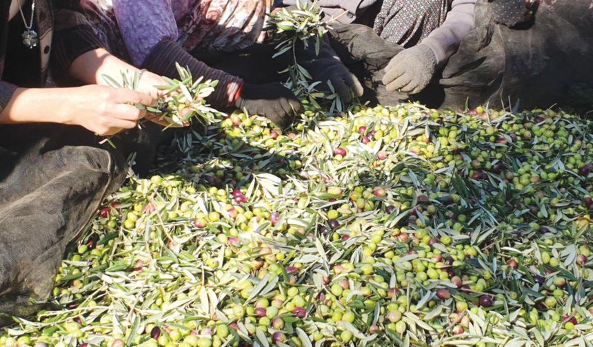 Zeytin ve zeytinyağında ABD pazarı gündemde!
