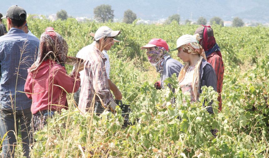 Hatun Parmağı ve Antep Karası öne çıkıyor