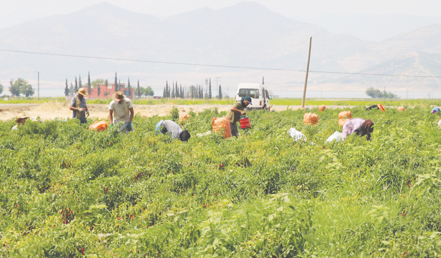 ‘Kırmızı biber mutfağımızın vazgeçilmez ürünü’