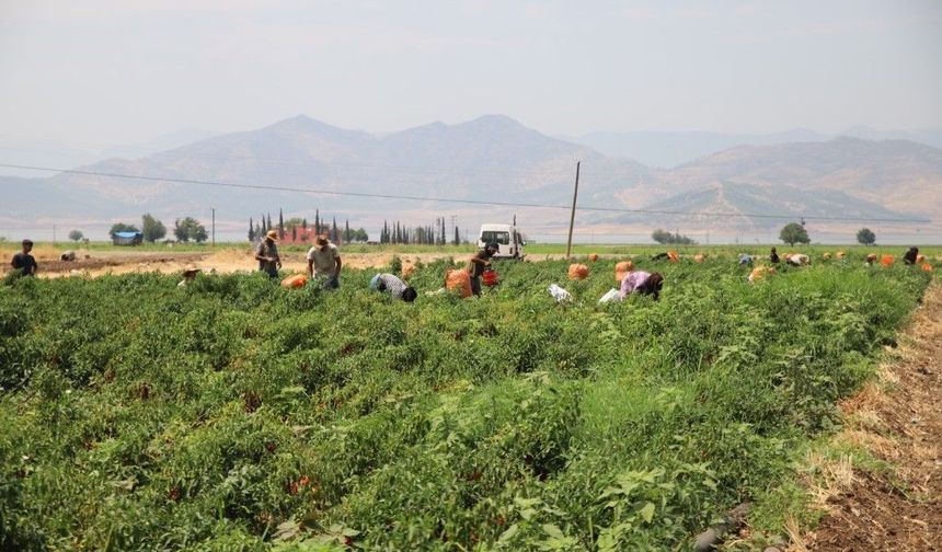 ‘Suyu merkeze almadan tarımda sürdürülebilirliği sağlayamayız’